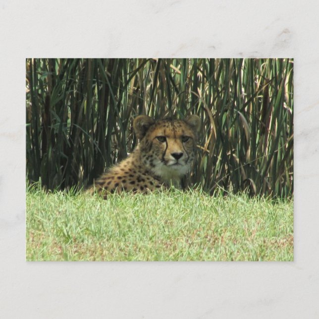 cheetah stare postcard (Front)