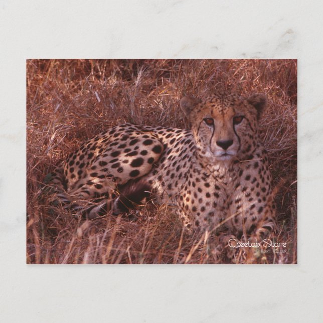 Cheetah Stare Postcard (Front)