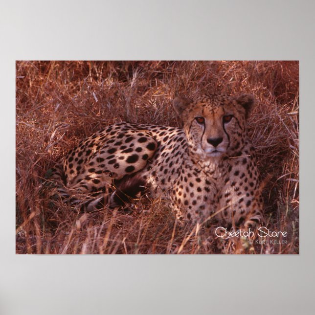 Cheetah Stare Poster (Front)