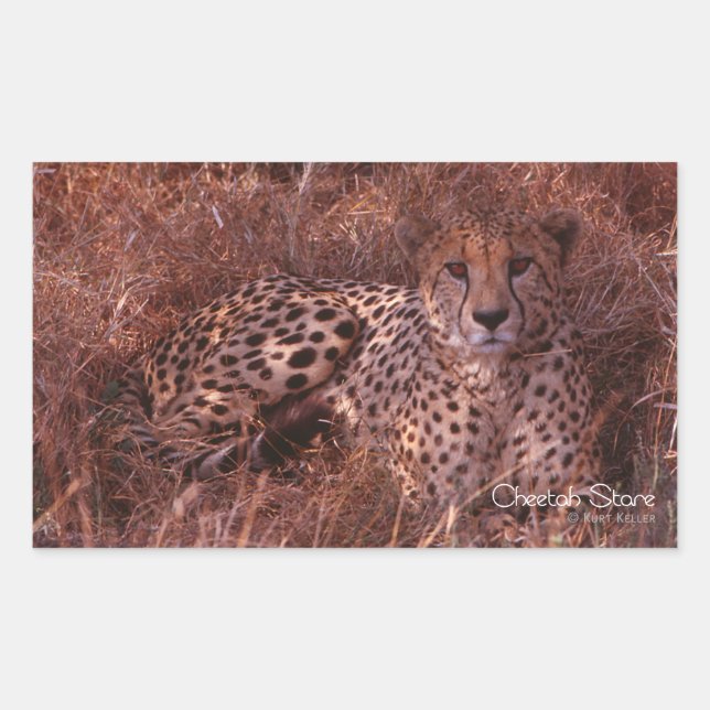 Cheetah Stare Rectangular Sticker (Front)