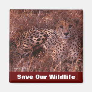 Cheetah Stare Save Our Wildlife Magnet