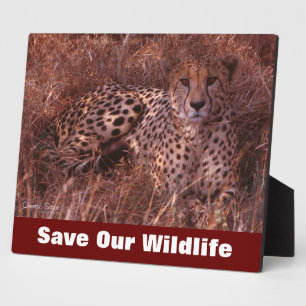 Cheetah Stare Save Our Wildlife Plaque