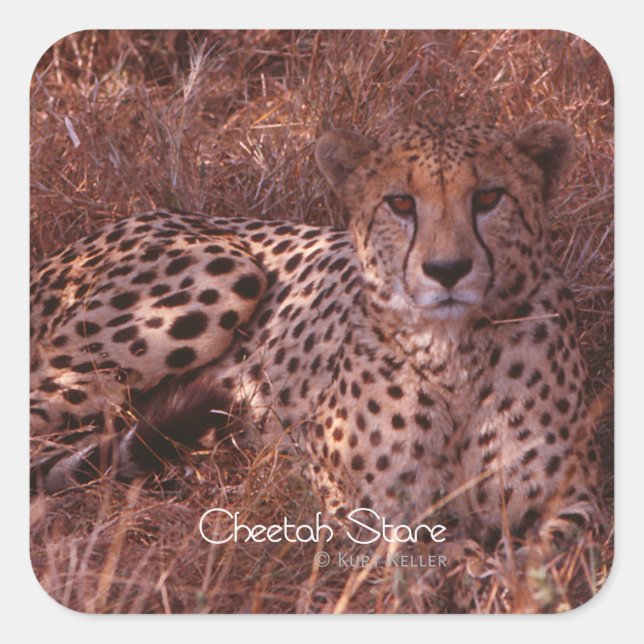 Cheetah Stare Square Sticker (Front)