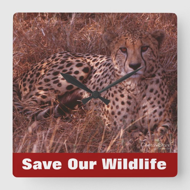 Cheetah Stare Square Wall Clock (Front)