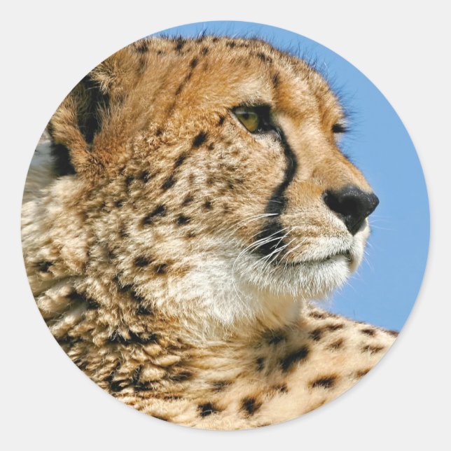 Cheetah Sticker (Front)
