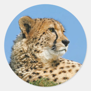 Cheetah Stickers