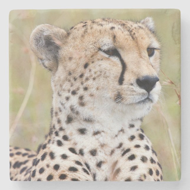 Cheetah Stone Coaster (Front)