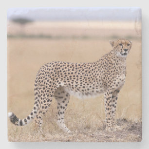 Cheetah Stone Coaster