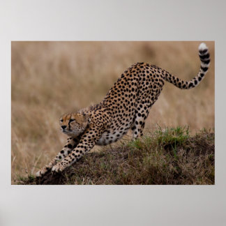 Cheetah Stretch Poster