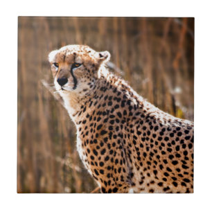 Cheetah Tile