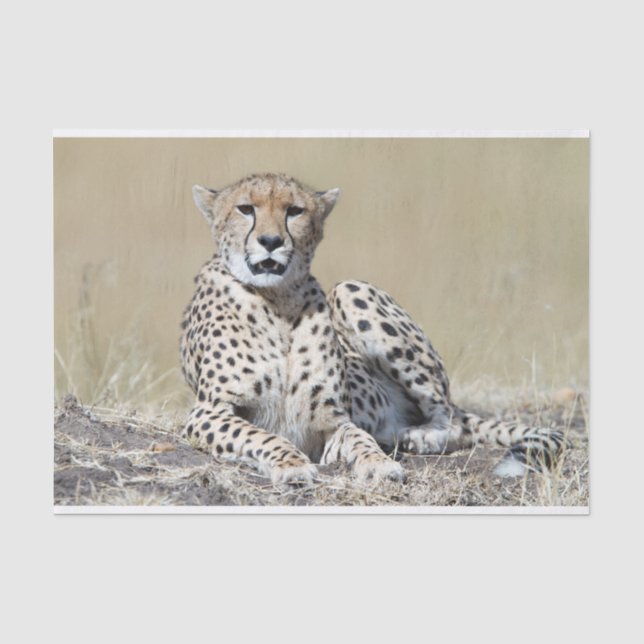 Cheetah Tissue Paper (Front)