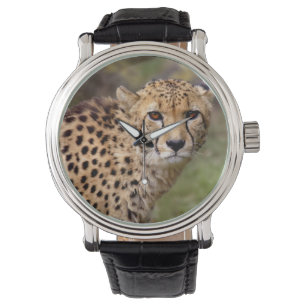 Cheetah Watch