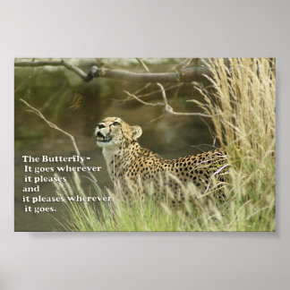 CHEETAH WATCHING BUTTERFLY  POSTER PROVERB