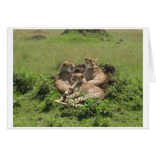 Cheetahs (Front Horizontal)