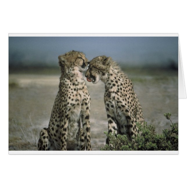 cheetahs (Front Horizontal)