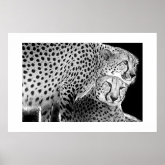 Cheetahs #1 poster