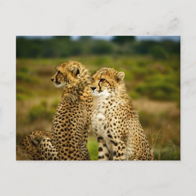 Cheetahs (Acinonyx Jubatus) Photography Postcard (Front)