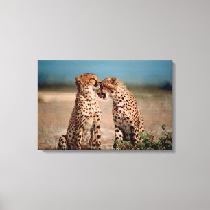 Cheetahs Canvas Print