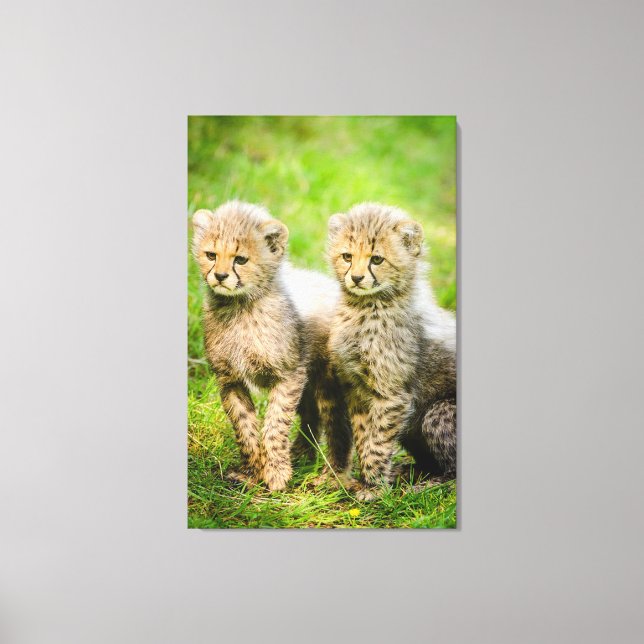 Cheetahs Canvas Print (Front)