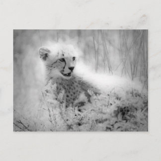 Cheetah's cub postcard
