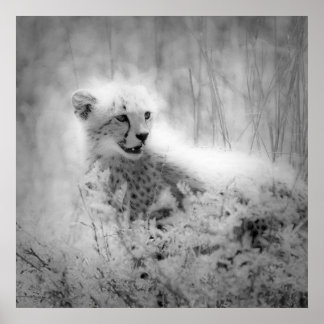 Cheetah's cub poster