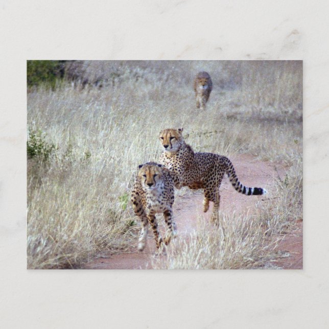 Cheetahs in Namibia Postcard (Front)