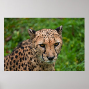Cheetah's Intense Gaze Poster