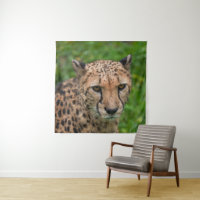 Cheetah's Intense Gaze