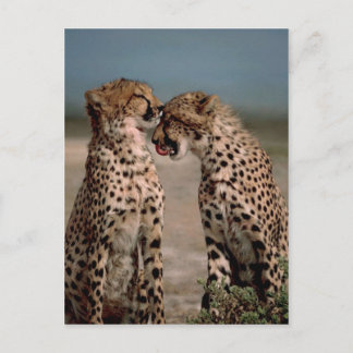 Cheetahs Postcard