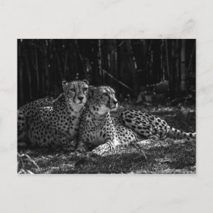 Cheetahs Postcard
