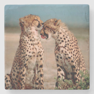 Cheetahs Stone Coaster