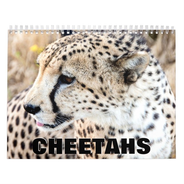 Cheetahs Wall Calendar (Cover)