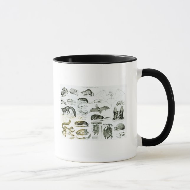 Cheiroptera, Insectivora Mug (Right)