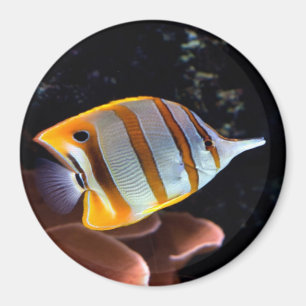 Chelmon rostratus magnet