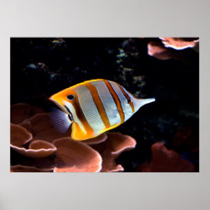 Chelmon rostratus poster