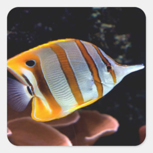 Chelmon rostratus square sticker