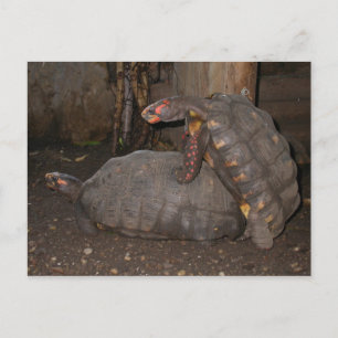 Chelonoidis carbonaria postcard