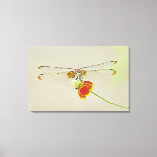 Chequered Setwing (Dythemis fugax) on Mexican Canvas Print (Front)