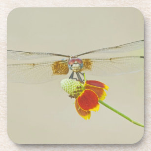 Chequered Setwing (Dythemis fugax) on Mexican Coaster
