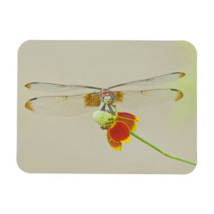 Chequered Setwing (Dythemis fugax) on Mexican Magnet