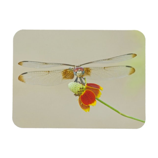 Chequered Setwing (Dythemis fugax) on Mexican Magnet (Horizontal)