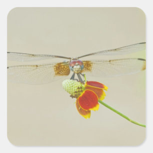 Chequered Setwing (Dythemis fugax) on Mexican Square Sticker