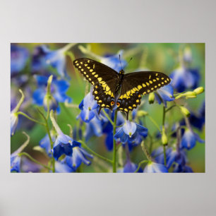 Chequered Spot Butterfly Euphydryas Phaeton Poster