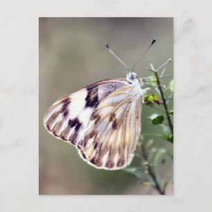 Chequered White Butterfly Photo Postcard