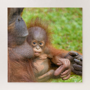 Cherished Orangutan Mother's Cuddle Jigsaw Puzzle