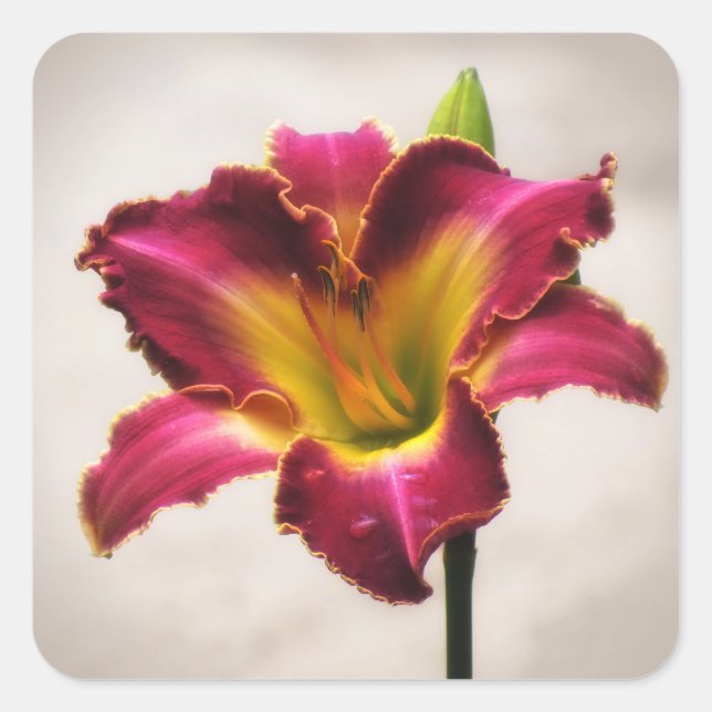 Cherokee Heritage Daylily Square Sticker (Front)