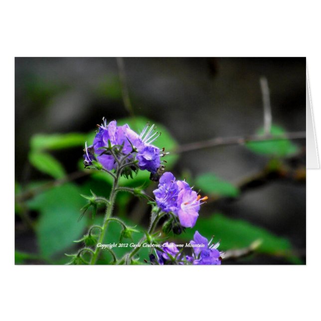 Cherokee National Forest flowers (Front Horizontal)