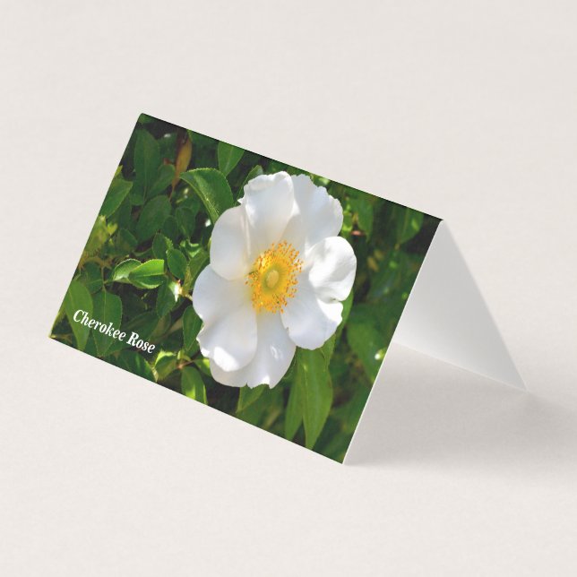 Cherokee Rose Flower folding card (Front)