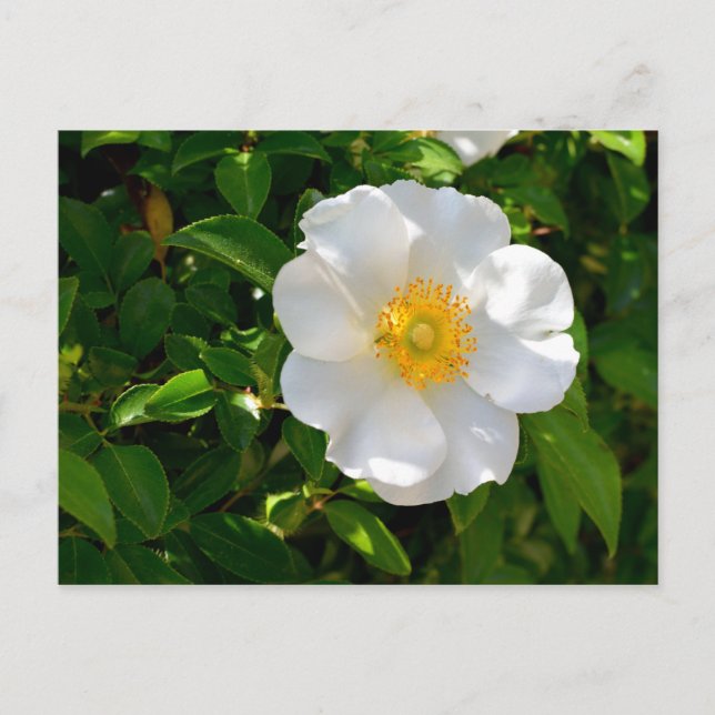 Cherokee Rose Flower  Postcard (Front)