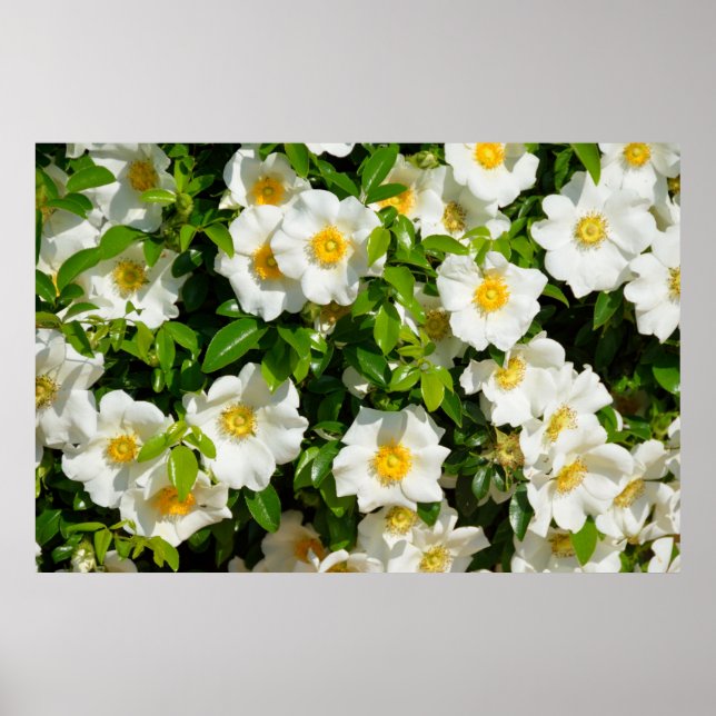 Cherokee Rose Poster (Front)
